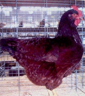 Many breeders breed the Rhode Island Red chicken for showing which are a little darker red and don t possess the egg production.