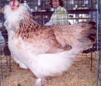This breed is not as durable as other baby chick breeds and requires several days of close attention after arrival.