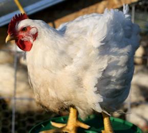Generally, if the Cornish Broiler chicken is NOT butchered/dressed it will have health issues with the heart, bones, muscles, tendon and sores from sitting all the time.