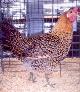 It has a beautiful cup-shaped comb. A great barnyard or show fowl that is sure to please everyone.