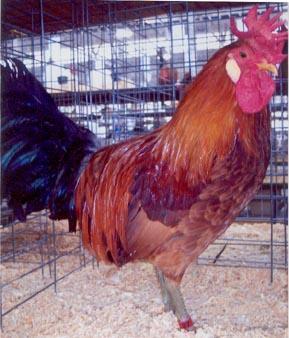 The Sicilian Buttercup Chicken does not take well to confinement and more of a free range very active chicken.