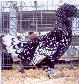 Breeders have worked for years to perfect the black lacing in the feathers.