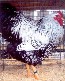 Silver Laced Wyandotte Admitted to the American Standard of Perfection in 1888.