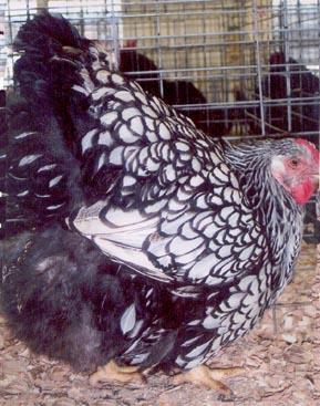 The Black Laced Silver Wyandotte chickens are a docile bird, clean legs, mostly black laced silvery white feathers and black tail;