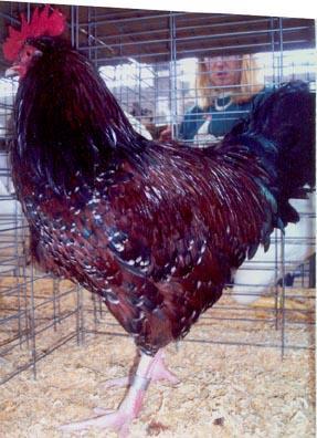 Speckled Sussex This chicken originated in the county of Sussex and is a very old English breed.