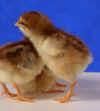 This variety of the Sussex breed makes for a good backyard chicken and dual purpose for meat or egg production.