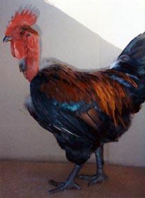 Turken Naked Necks The "Naked Neck" was a characteristic bred into the chicken to make it easier to pluck for meat and to tolerate the heat