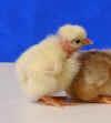 We only ship you the naked neck chicks, however they will also have offspring if breed pure that will be 10% feather necked.
