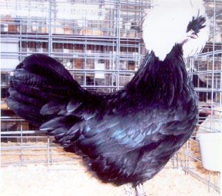 White Crested Black Polish The mature White Crested Black Polish chicken present a striking contrast in