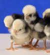 The little chicks are cunning with their black bodies and white "top hats".
