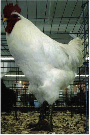 It is the largest of the dual purpose chicken and excels as a meat chicken.