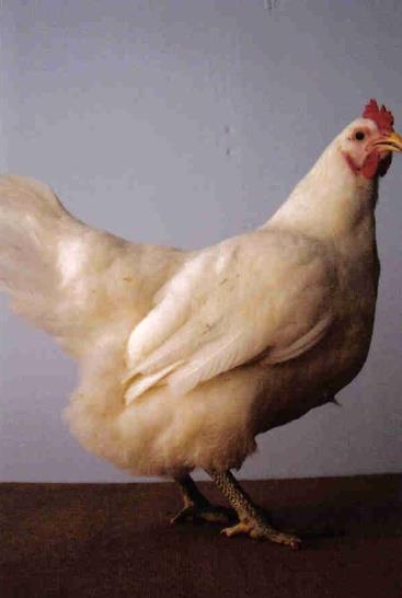 Purpose: Meat Production & Egg Laying Egg Color: Brown Egg Production: Good: average of
