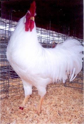 White Leghorn White Leghorns are good layers of white eggs, laying an average of 280 per year and sometimes reaching 300 320.