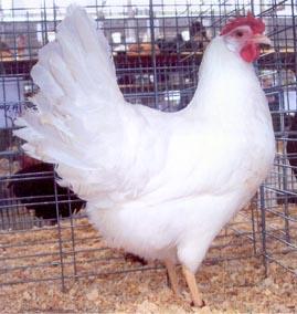 This chicken breed is great for free range chicken farming or organic free range chicken eggs. Leghorns rarely exhibit broodiness and are thus well suited for uninterrupted egg laying.