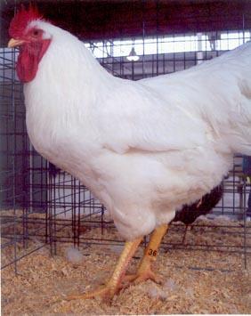 White Plymouth Rock The White Plymouth Rock Chicken is a good dual purpose chicken, a good pet chicken, a member of the Plymouth