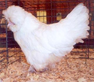 White Sultan The breed is noted for its beautiful plumage and are quite docile and