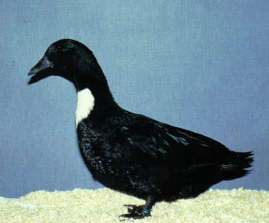 Black Swedish Duck Swedish Ducks are one of the heartiest of all the breeds, with a calm disposition.