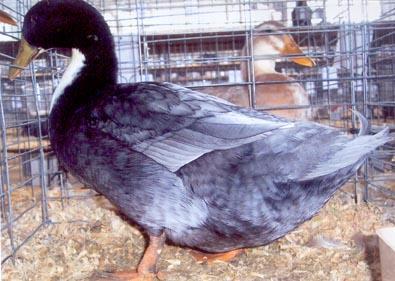 Blue Swedish Duck Swedish Ducks are one of the heartiest of all the breeds, with a calm disposition.