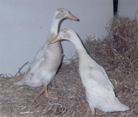 Fawn & White Runner Ducks The Indian Runner Duck is a favorite breed of many people.
