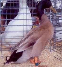 Khaki Campbell Duck The Khaki Campbell duck breed is one of most prolific egg layers of the duck breeds and if you like to use duck eggs in cooking then this is the breed