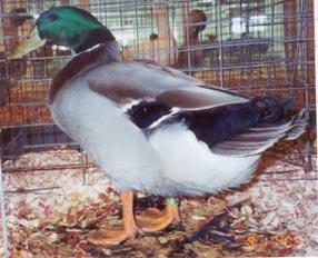 Rouen Duck Rouen ducks are the basic coloration of the Mallards only larger and do not fly more than 100 feet.