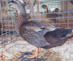 They make good backyard ducks and are good for insect control. The Rouen duck is calm, sociable and very entertaining as pets.