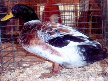 Welch Harlequin A descendant of the Khaki Campbell Duck and are excellent egg producers. Welsh Harlequin ducks are good back yard duck and are being shown at many poultry shows throughout the USA.