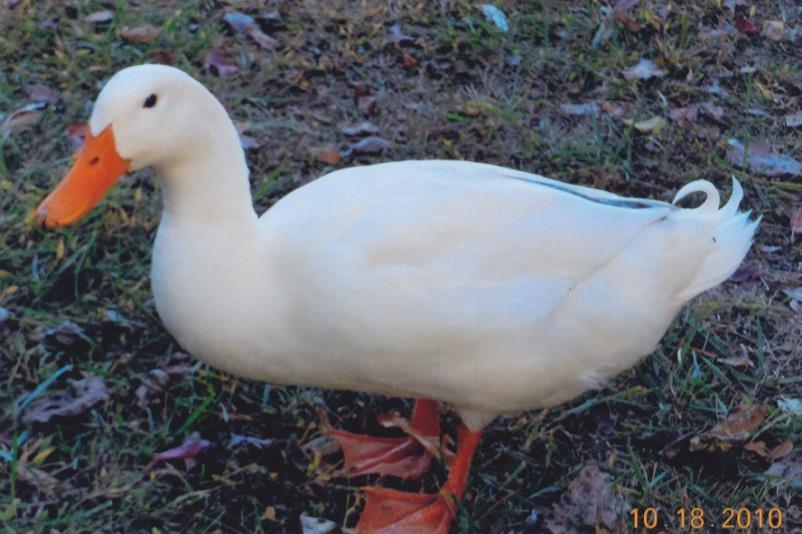 White Pekin Duck The White Pekin breed of duck is the type of duck used in making the Aflac commercials. This duck is very hardy and fast growing duck and is used for pets or meat.