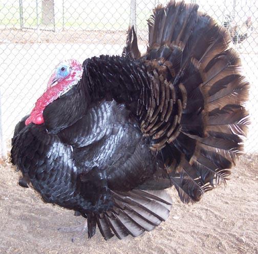 Black Spanish Turkey Considered a rare breed of Turkey, a heritage Turkey.