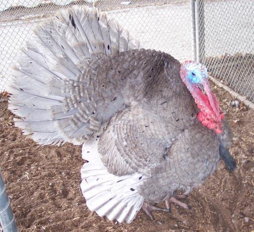 Blue Slate Turkey Considered a rare breed of Turkey, a heritage Turkey.