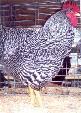 Barred Plymouth Rock Recognized by the American Standard of Perfection as a distinct pure chicken breed in 1874 and known by
