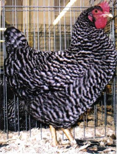 The Barred Standard Plymouth Rock chicken is a great back yard poultry for production and very kid friendly chicken.