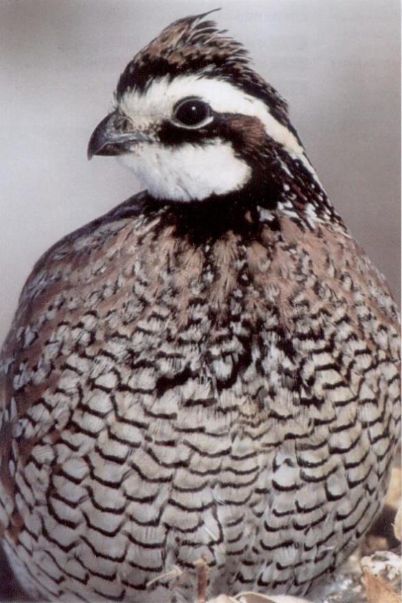Bobwhite Quail Bobwhites are a native quail and take longer to mature for reproduction as compared to a Pharaoh quail.