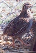 Pharoah Coturnix Quail The Pharaoh Coturnix quail are mature after 6 weeks of age and are full grown at 10 weeks of age.