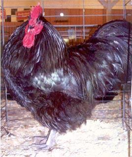 Black Australorps The Black Australorp chicken originated in Australia and was bred for egg production but is as good for meat and known for their shiny rich black feathering.