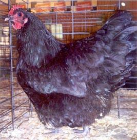 Always make sure you have shady areas for the Black Australorp chicken so they do not overheat in the summer.