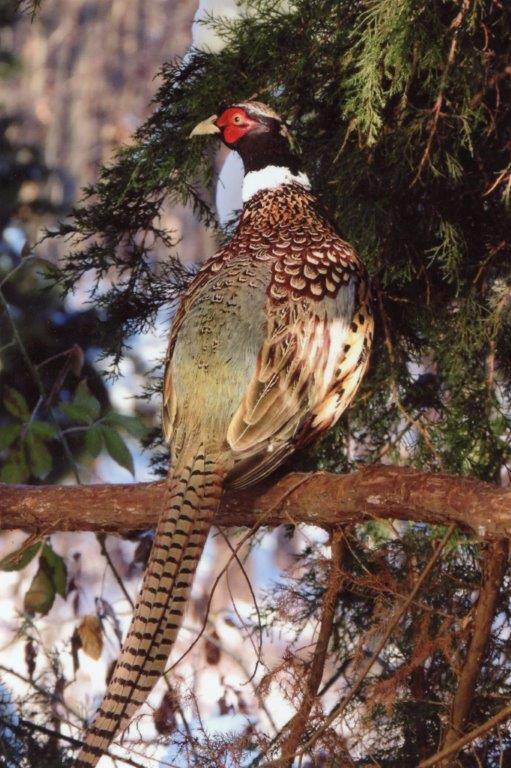 Ringneck Pheasant This fowl spend much of their time on the ground scratching for food and can fly at a great speed for short distances.