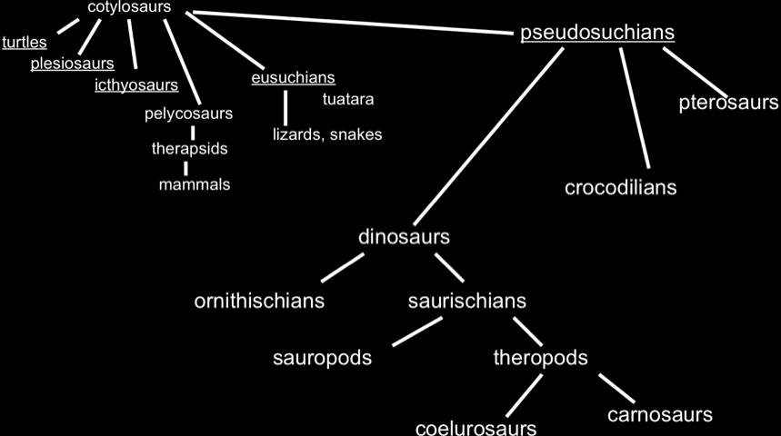 Kingdom Animalia, Phylum Chordata, (Subphylum Vertebrata), Class Reptilia adaptive radiation of reptiles in the Mesozoic Era, ~ 250 65 mya.