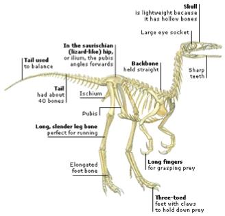 A real theropod dinosaur: Compsognathus. This is a much more derived skeleton than that of Euparkeria.
