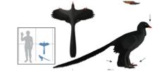 Timeline of modern birds, Archaeopteryx, and feathered maniraptors: Modern birds appear ~ 60 mya Archaeopteryx ~ 150 mya Earliest coelurosaurs ~ 165 mya Feathered dinosaurs, raptors ~ 135-80 mya If