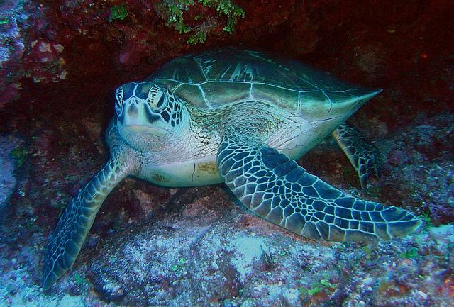3 Sea turtles are not very common in the region with possibly only 120 breeding females, with the Species Vulnerability Vulnerability Overall sea turtle vulnerability was rated as moderate by