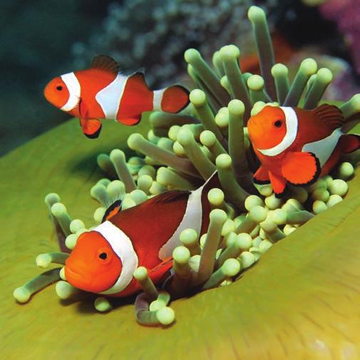 CLOWNFISH Visit Area: CLOWNFISH KINGDOM Clownfish are brightly coloured fish that live in warm shallow water.