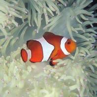 Normally clownfish and anemones can be found living on a coral reef. Does anyone know what a coral reef is?
