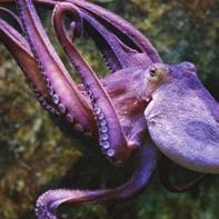 Octopuses are one of the cleverest animals in the sea. Can anyone think of any other ways Ollie can hide from fish that try to eat him?