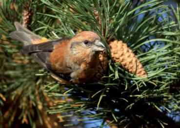White-winged crossbills have beaks with crossed tips that specialize in eating cone seeds. They use their beaks to pry apart the scales of the cones.