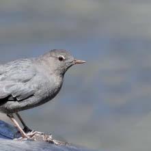 Like the nightingale, the mockingbird is a famous singer. The mockingbird can copy the calls of other bird species. It can also mimic the sounds of other animals and objects, such as saws.