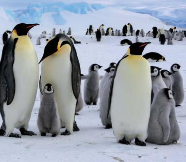 Living in the cold region of Antarctica, penguins may not fly, but they re great swimmers and divers.
