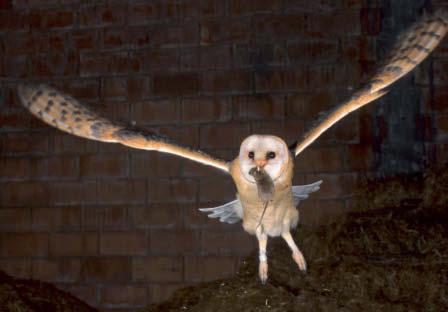 14 Farmers used to rely on barn owls to keep their grain safe from hungry rodents. Birds of Prey Birds of prey are hunters. Eagles, hawks, and buzzards are all birds of prey.