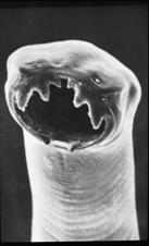 Hookworms Bunostomum