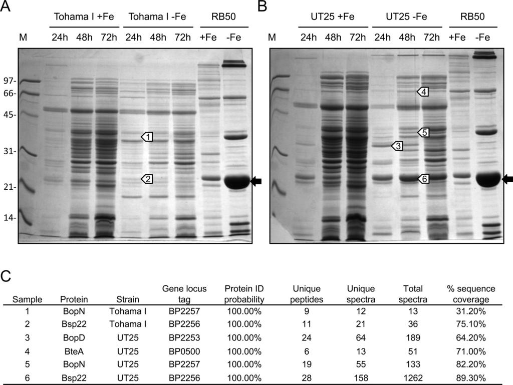 4808 BRICKMAN ET AL. J. BACTERIOL. FIG. 8. Secretion profiles of B. pertussis strains Tohama I (A) and UT25 (B) cultured in iron-replete ( Fe) or iron-depleted ( Fe) SS medium.